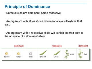 Principle of Dominance 
• Some alleles are dominant, some recessive. 
• An organism with at least one dominant allele will exhibit that 
trait. 
• An organism with a recessive allele will exhibit the trait only in 
the absence of a dominant allele. 
dominant recessive dominant 
 