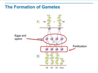 The Formation of Gametes 
Eggs and 
sperm 
Fertilization 
