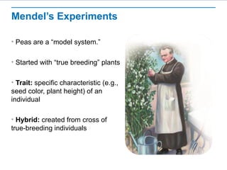 Mendel’s Experiments 
• Peas are a “model system.” 
• Started with “true breeding” plants 
• Trait: specific characteristic (e.g., 
seed color, plant height) of an 
individual 
• Hybrid: created from cross of 
true-breeding individuals 
 
