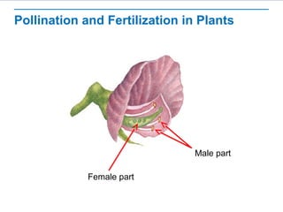 Pollination and Fertilization in Plants 
Male part 
Female part 
 