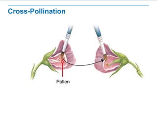 Cross-Pollination 
Pollen 
 