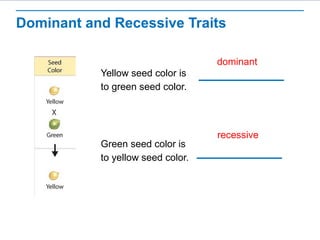 Dominant and Recessive Traits 
Yellow seed color is 
to green seed color. 
Green seed color is 
to yellow seed color. 
dominant 
recessive 
 