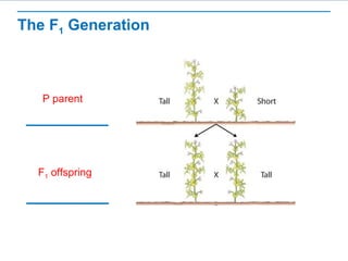 The F1 Generation 
P parent 
F1 offspring 
 