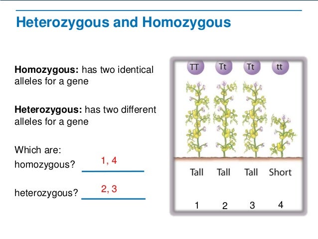 Using Mendel's Ideas