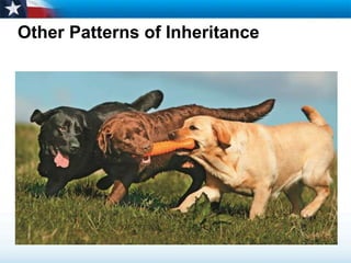 Other Patterns of Inheritance
 