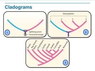 Cladograms
11 22
33
 