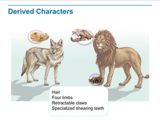 Derived Characters
Hair
Four limbs
Retractable claws
Specialized shearing teeth
 