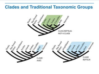 Clades and Traditional Taxonomic Groups
 