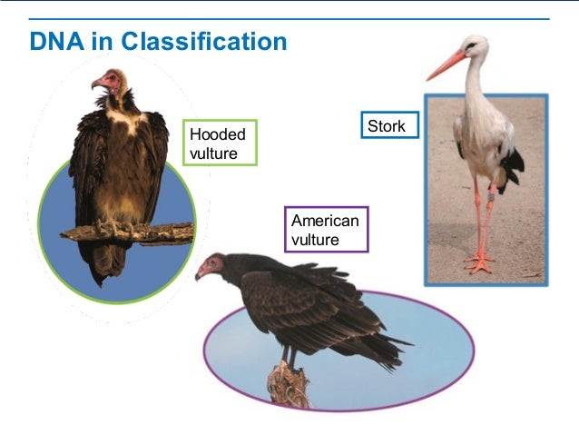 Evolutionary Classification