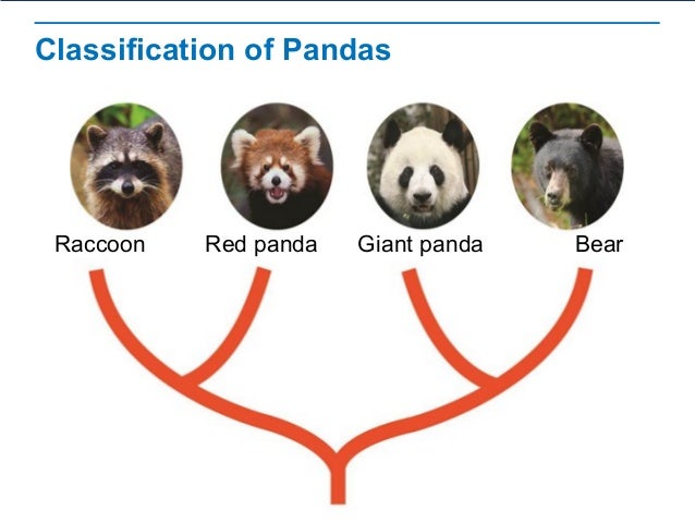 Raccoon Classification Chart