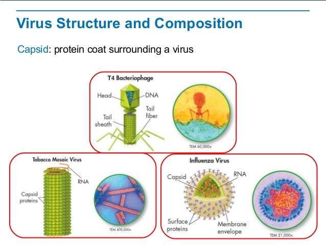 composition of nucleic acids Viruses