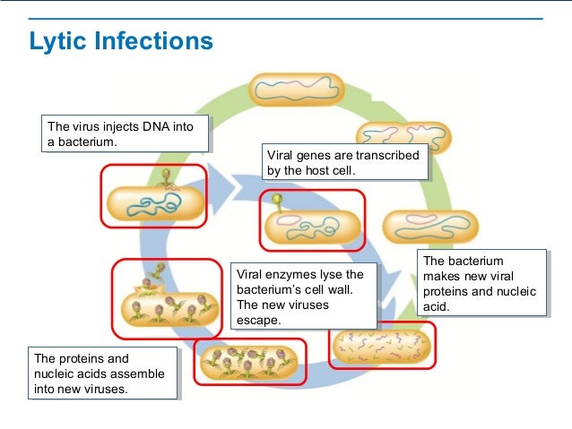 viruses lytic and lysogenic cycle venn diagram