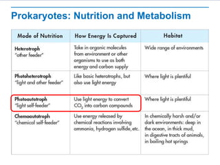 Prokaryotes | PPT