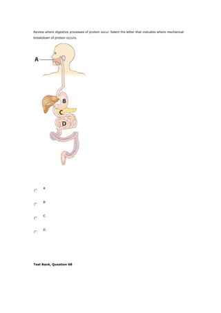 Review where digestive processes of protein occur. Select the letter that indicates where mechanical
breakdown of protein occurs.
A
B
C
D
Test Bank, Question 68
 