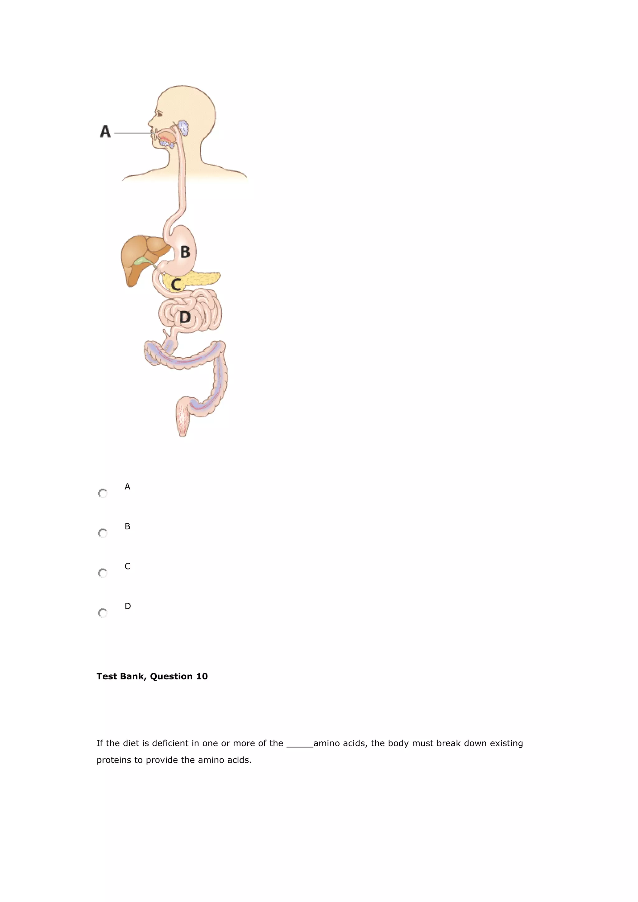 A
B
C
D
Test Bank, Question 10
If the diet is deficient in one or more of the _____amino acids, the body must break down existing
proteins to provide the amino acids.
 