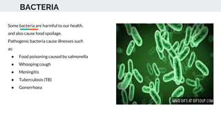 BACTERIA
Some bacteria are harmful to our health,
and also cause food spoilage.
Pathogenic bacteria cause illnesses such
as:
● Food poisoning caused by salmonella
● Whooping cough
● Meningitis
● Tuberculosis (TB)
● Gonorrhoea
 