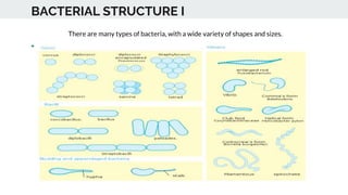 BACTERIAL STRUCTURE I
There are many types of bacteria, with a wide variety of shapes and sizes.
 