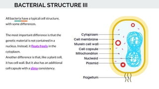 BACTERIAL STRUCTURE III
All bacteria have a typical cell structure,
with some differences.
The most important difference is that the
genetic material is not contained in a
nucleus. Instead, it floats freely in the
cytoplasm.
Another difference is that, like a plant cell,
it has cell wall. But it also has an additional
cell capsule with a slimy consistency.
 