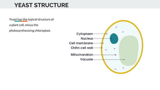 YEAST STRUCTURE
Yeast has the typical structure of
a plant cell, minus the
photosynthesizing chloroplast.
 