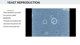 YEAST REPRODUCTION
They reproduce asexually
by a process called
BUDDING.
The buds eventually break
away from the parent cell
to form a new yeast cell.
 
