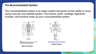 The Musculoskeletal System
The musculoskeletal system is an organ system that gives human ability to move
using muscular and skeletal system. Your bones, joints, cartilage, ligaments,
muscles, and tendons make up your musculoskeletal system.
 