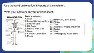 Use the word below to identify parts of the skeleton.
Write your answers on your answer sheet.
Bone Vocabulary
1. Skull
2. Femur/ Upper Leg Bone
3. Shoulder Joint
4. Rib Cage
5. Patella/ Knee Cap
6. Spine
7. Clavicle/ Collar Bone
8. Pelvis
 