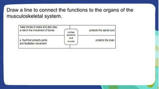 Draw a line to connect the functions to the organs of the
musculoskeletal system.
 