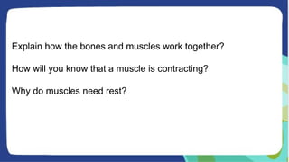 Explain how the bones and muscles work together?
How will you know that a muscle is contracting?
Why do muscles need rest?
 