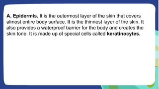 A. Epidermis. It is the outermost layer of the skin that covers
almost entire body surface. It is the thinnest layer of the skin. It
also provides a waterproof barrier for the body and creates the
skin tone. It is made up of special cells called keratinocytes.
 