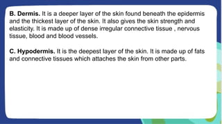 B. Dermis. It is a deeper layer of the skin found beneath the epidermis
and the thickest layer of the skin. It also gives the skin strength and
elasticity. It is made up of dense irregular connective tissue , nervous
tissue, blood and blood vessels.
C. Hypodermis. It is the deepest layer of the skin. It is made up of fats
and connective tissues which attaches the skin from other parts.
 