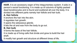 HAIR. It is an accessory organ of the integumentary system. It aids in a
person’s social functioning. It is made up of columns of tightly packed
dead keratinocytes and is found and scattered all over the body. It is
divided into different parts namely hair follicle and hair bulb.
A. Hair follicle
It anchors the hair into the skin.
It regulates hair growth.
It opens the sebaceous glands.
It lets the oil and wax from the body to go out.
B. Hair bulb
It forms the base of the hair follicle.
It is made up of living cells that divide and grow to build the hair
shaft.
It modify hair growth and structure at different times of life.
 