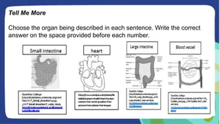 Tell Me More
Choose the organ being described in each sentence. Write the correct
answer on the space provided before each number.
 