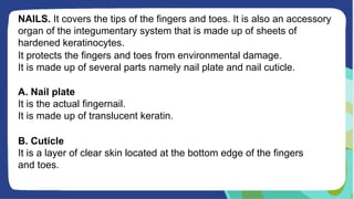NAILS. It covers the tips of the fingers and toes. It is also an accessory
organ of the integumentary system that is made up of sheets of
hardened keratinocytes.
It protects the fingers and toes from environmental damage.
It is made up of several parts namely nail plate and nail cuticle.
A. Nail plate
It is the actual fingernail.
It is made up of translucent keratin.
B. Cuticle
It is a layer of clear skin located at the bottom edge of the fingers
and toes.
 