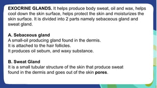 EXOCRINE GLANDS. It helps produce body sweat, oil and wax, helps
cool down the skin surface, helps protect the skin and moisturizes the
skin surface. It is divided into 2 parts namely sebaceous gland and
sweat gland.
A. Sebaceous gland
A small-oil producing gland found in the dermis.
It is attached to the hair follicles.
It produces oil sebum, and waxy substance.
B. Sweat Gland
It is a small tubular structure of the skin that produce sweat
found in the dermis and goes out of the skin pores.
 