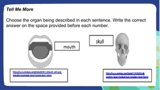 Tell Me More
Choose the organ being described in each sentence. Write the correct
answer on the space provided before each number.
 