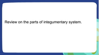 Review on the parts of integumentary system.
 