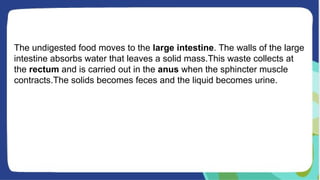 The undigested food moves to the large intestine. The walls of the large
intestine absorbs water that leaves a solid mass.This waste collects at
the rectum and is carried out in the anus when the sphincter muscle
contracts.The solids becomes feces and the liquid becomes urine.
 