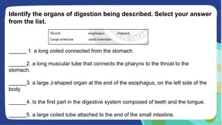 Identify the organs of digestion being described. Select your answer
from the list.
______ 1. a long coiled connected from the stomach.
______2. a long muscular tube that connects the pharynx to the throat to the
stomach.
______3. a large J-shaped organ at the end of the esophagus, on the left side of the
body.
______4. Is the first part in the digestive system composed of teeth and the tongue.
______5. a large coiled tube attached to the end of the small intestine.
 