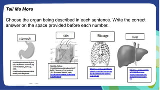 Tell Me More
Choose the organ being described in each sentence. Write the correct
answer on the space provided before each number.
 
