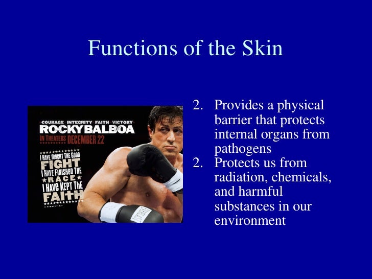 Integumentary System Notes