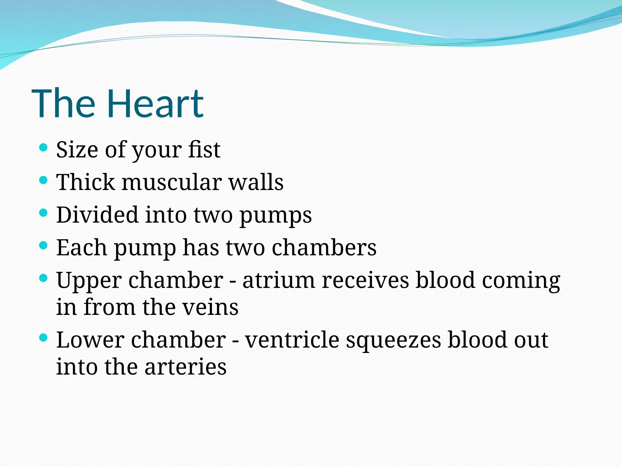 The Heart
 Size of your fist
 Thick muscular walls
 Divided into two pumps
 Each pump has two chambers
 Upper chamber - atrium receives blood coming
in from the veins
 Lower chamber - ventricle squeezes blood out
into the arteries
 