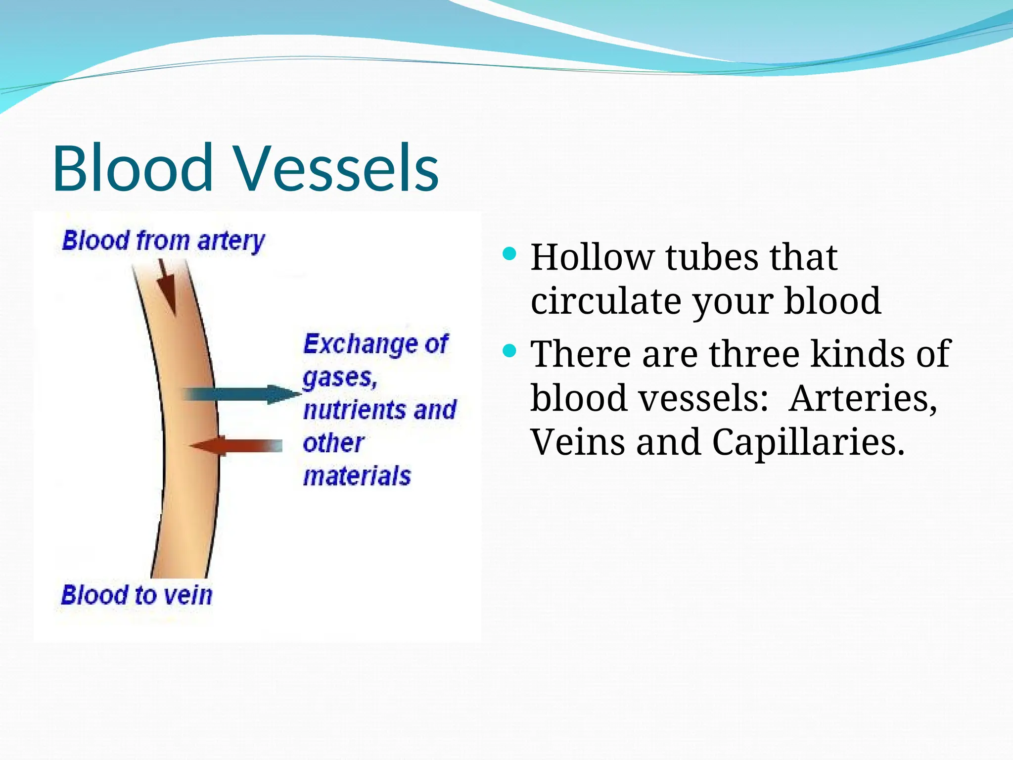 Blood Vessels
 Hollow tubes that
circulate your blood
 There are three kinds of
blood vessels: Arteries,
Veins and Capillaries.
 