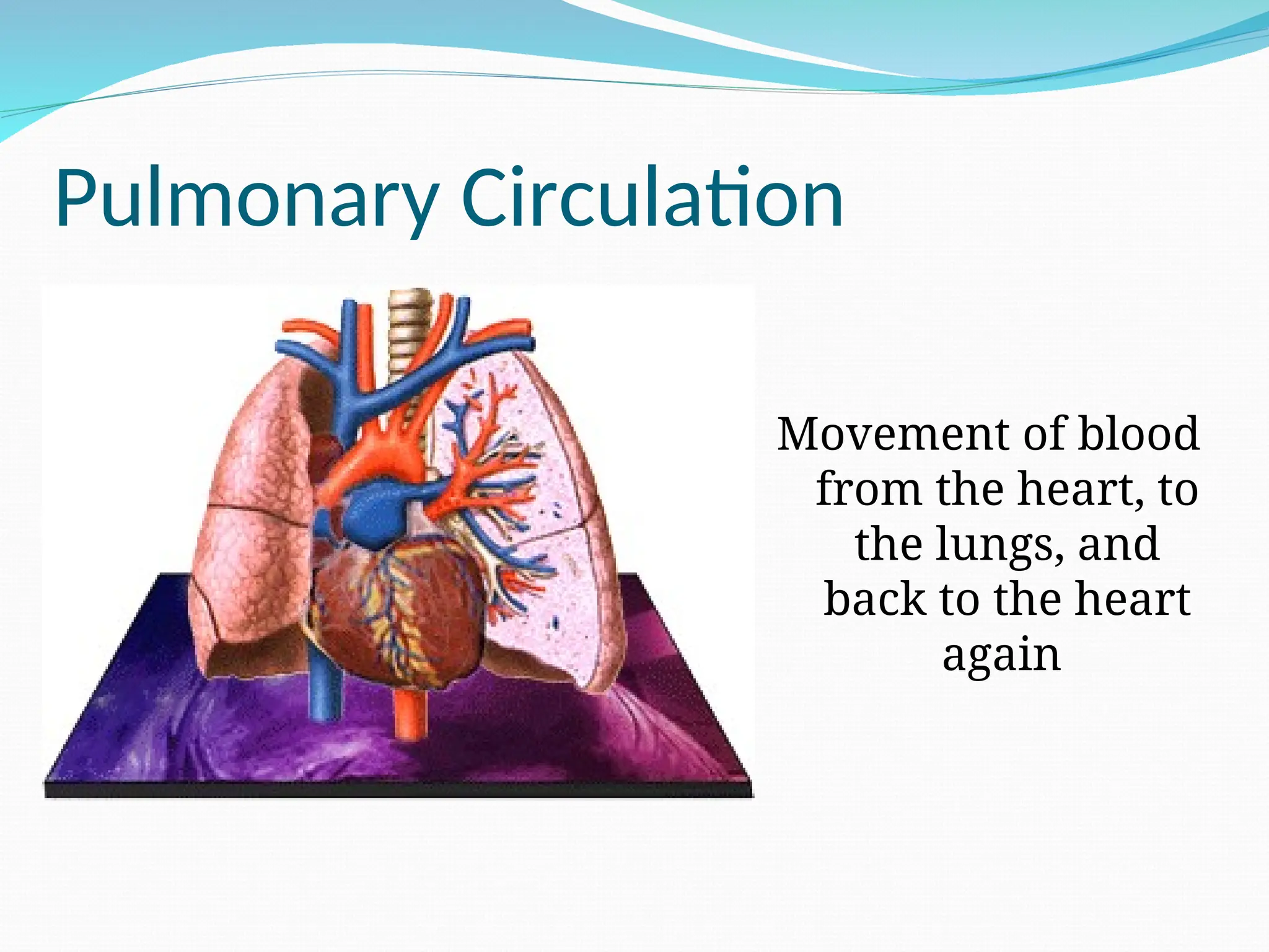 Pulmonary Circulation
Movement of blood
from the heart, to
the lungs, and
back to the heart
again
 