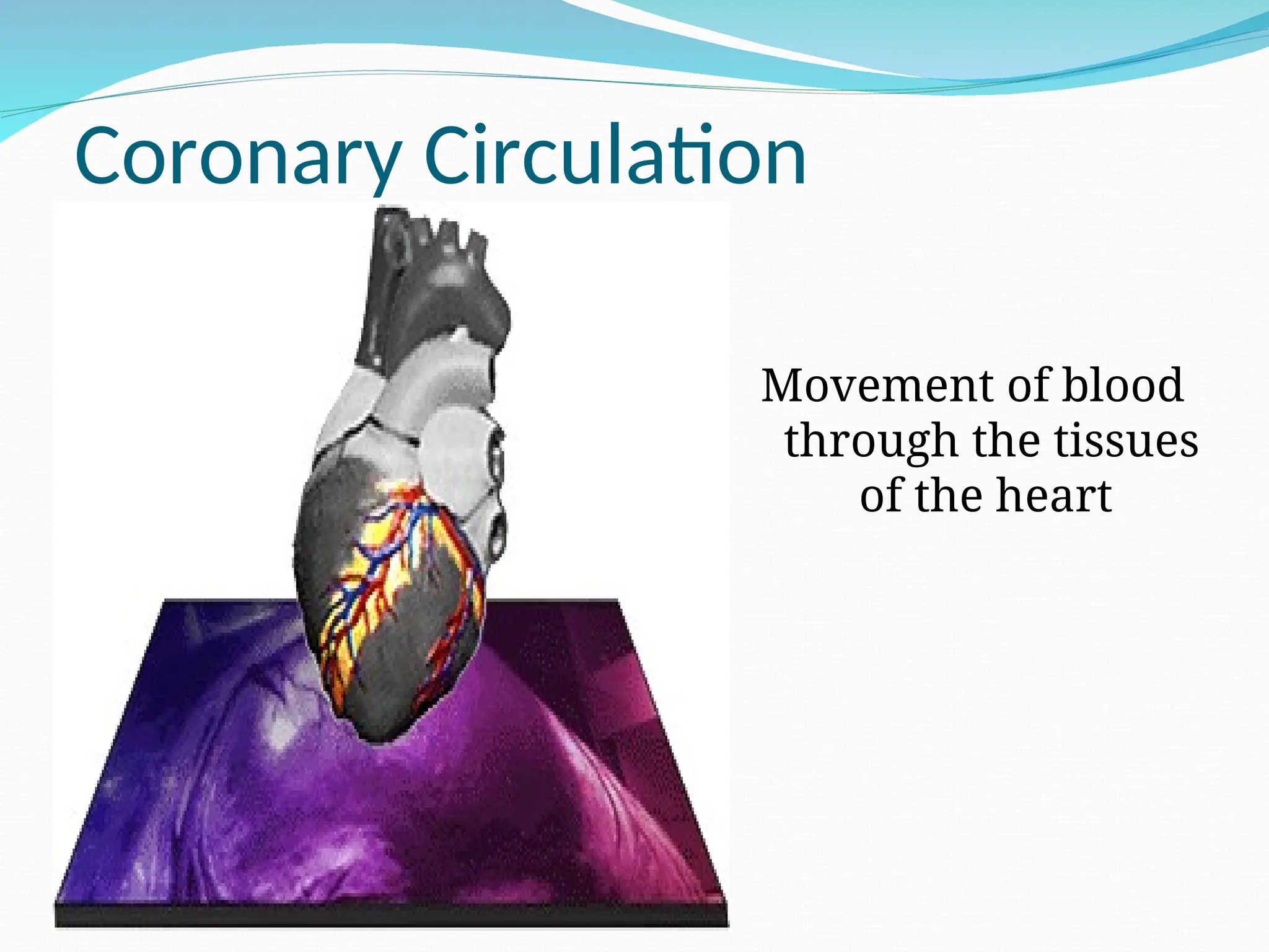 Coronary Circulation
Movement of blood
through the tissues
of the heart
 