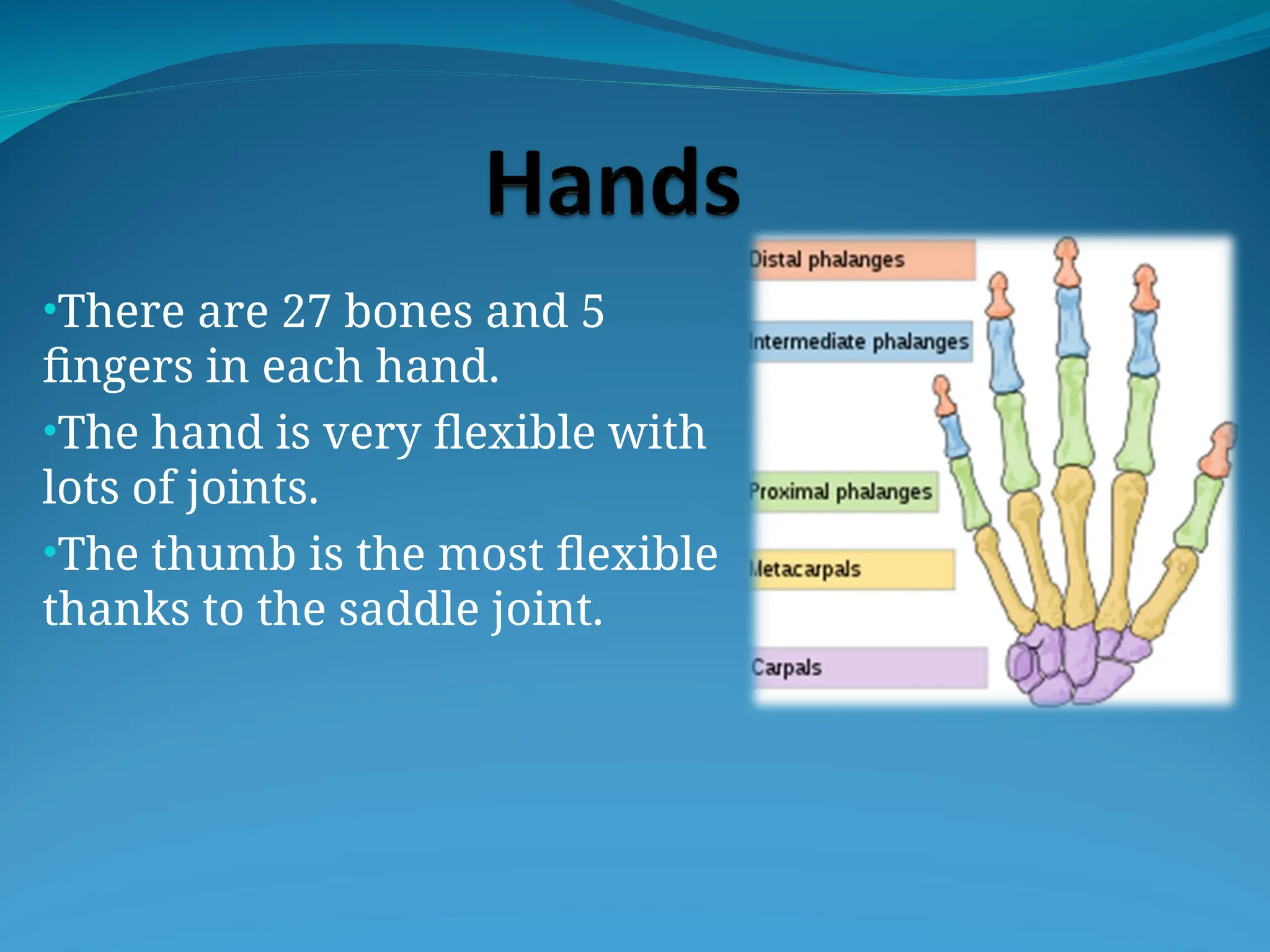•There are 27 bones and 5
fingers in each hand.
•The hand is very flexible with
lots of joints.
•The thumb is the most flexible
thanks to the saddle joint.
 