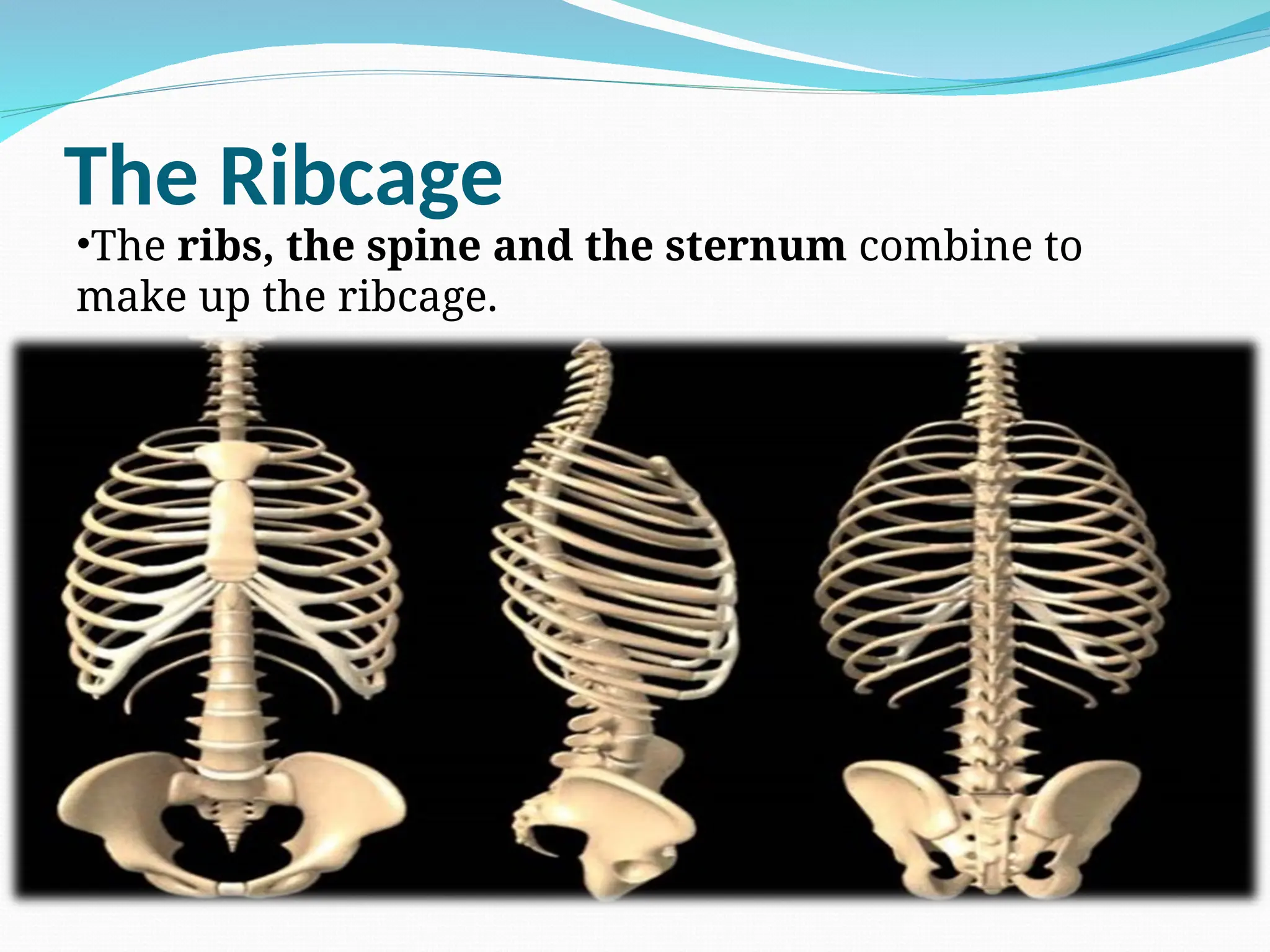 The Ribcage
•The ribs, the spine and the sternum combine to
make up the ribcage.
 