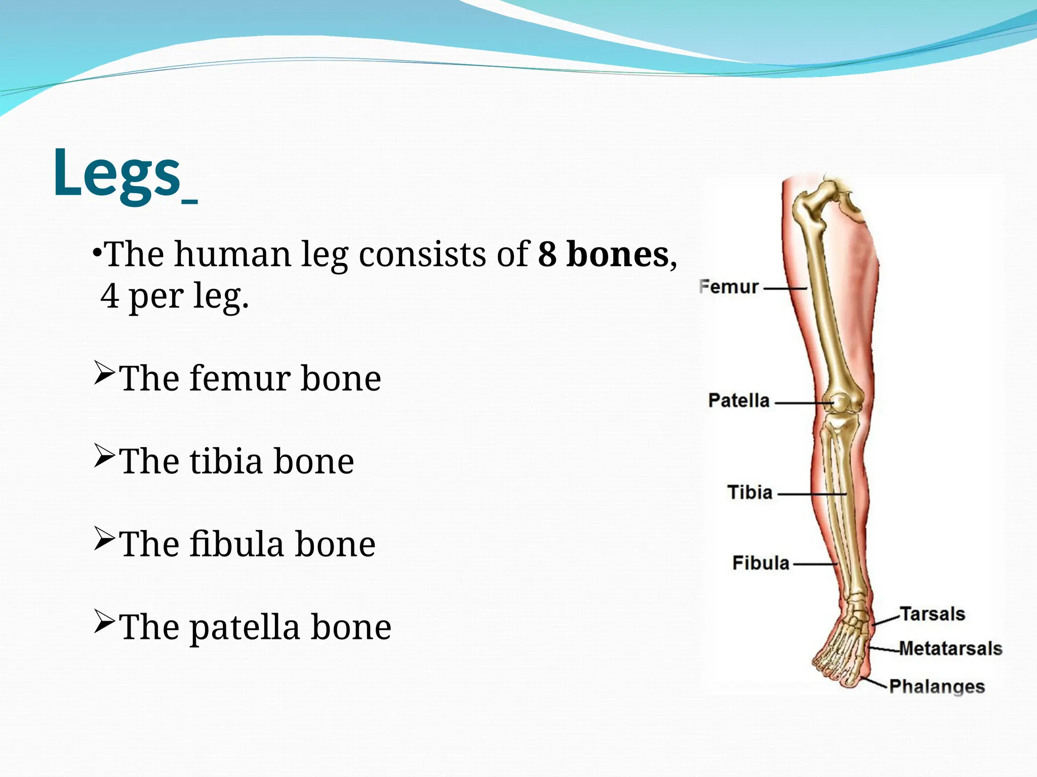 Legs
•The human leg consists of 8 bones,
4 per leg.
The femur bone
The tibia bone
The fibula bone
The patella bone
 