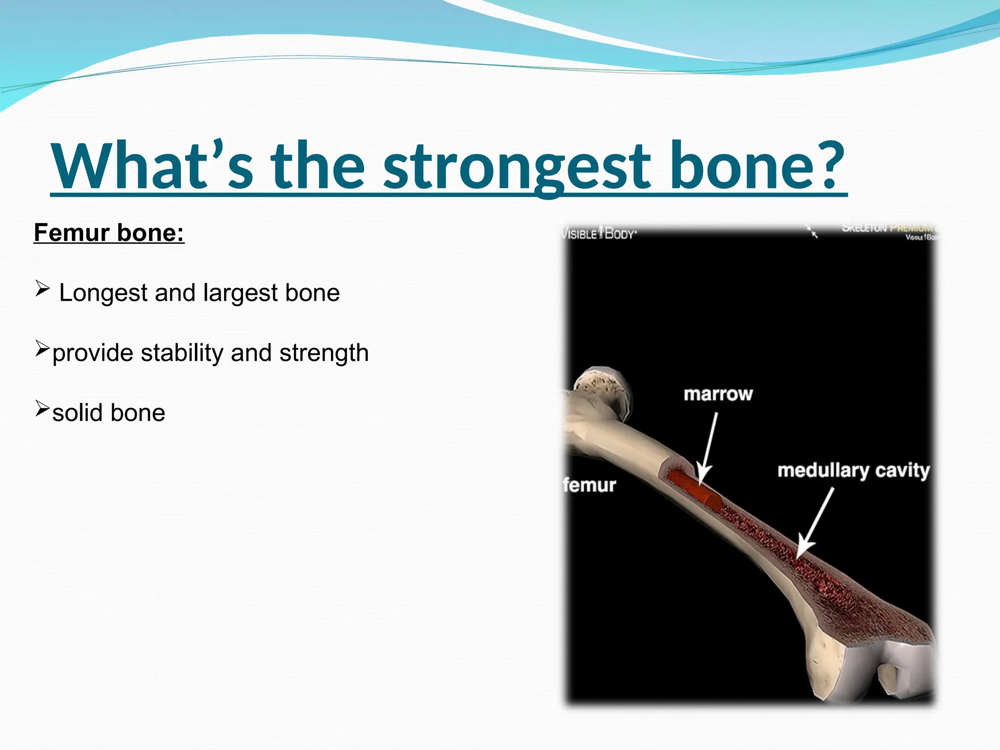 What’s the strongest bone?
Femur bone:
 Longest and largest bone
provide stability and strength
solid bone
 