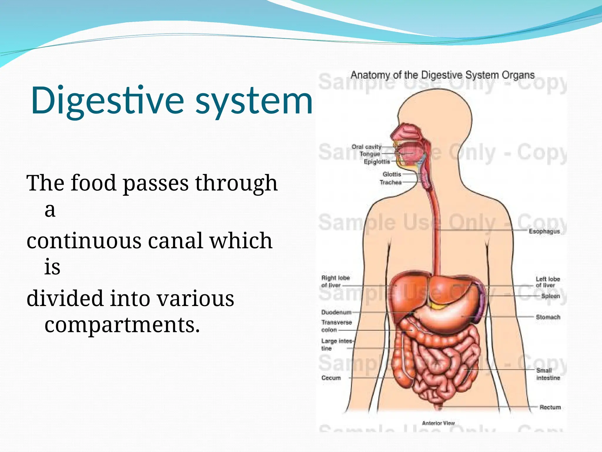 Digestive system
The food passes through
a
continuous canal which
is
divided into various
compartments.
 