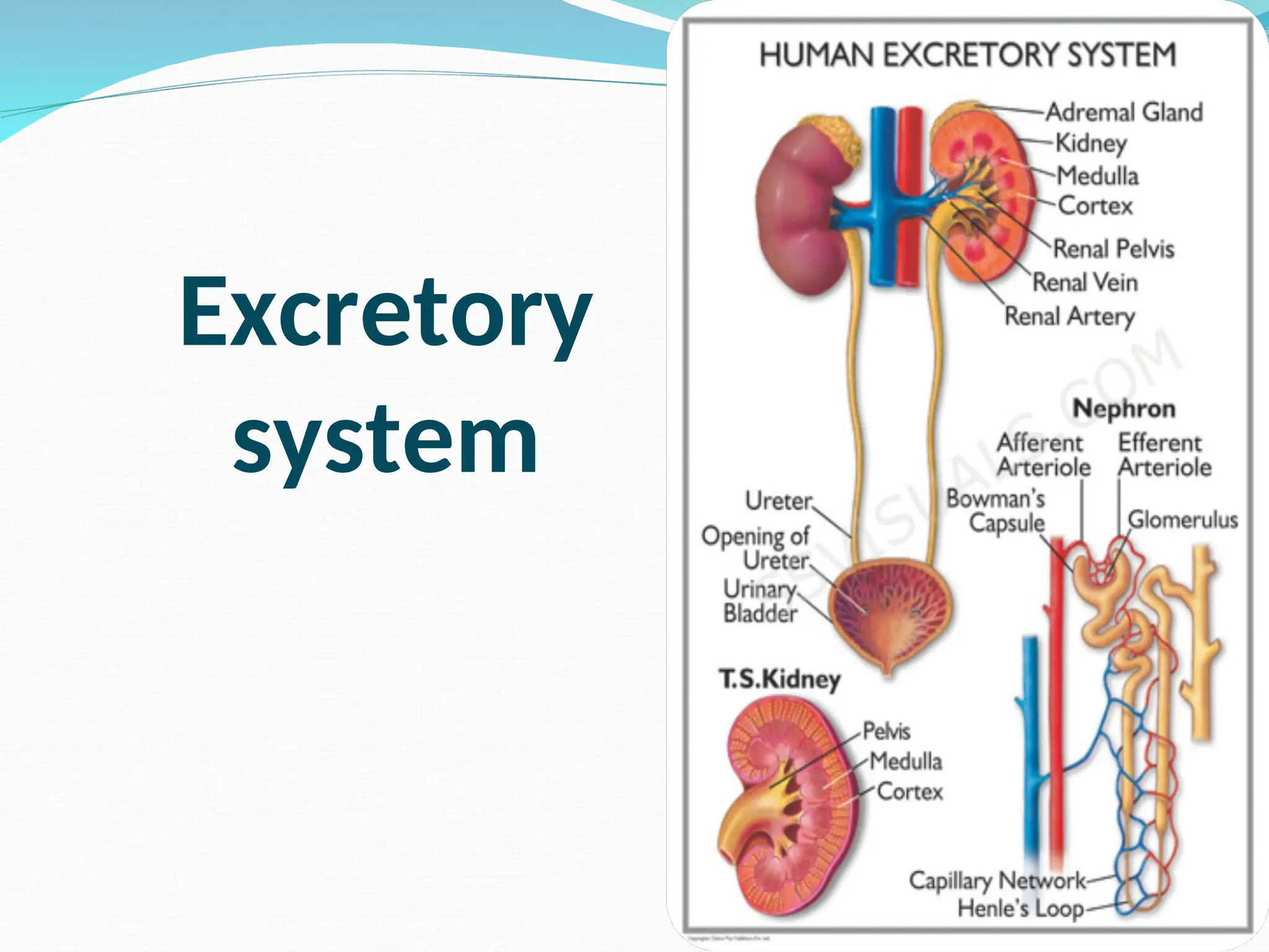 Excretory
system
 